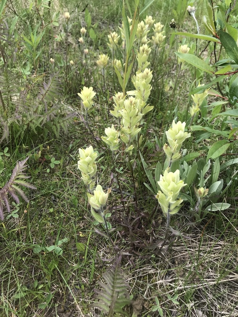 Labrador Indian Paintbrush photo 3