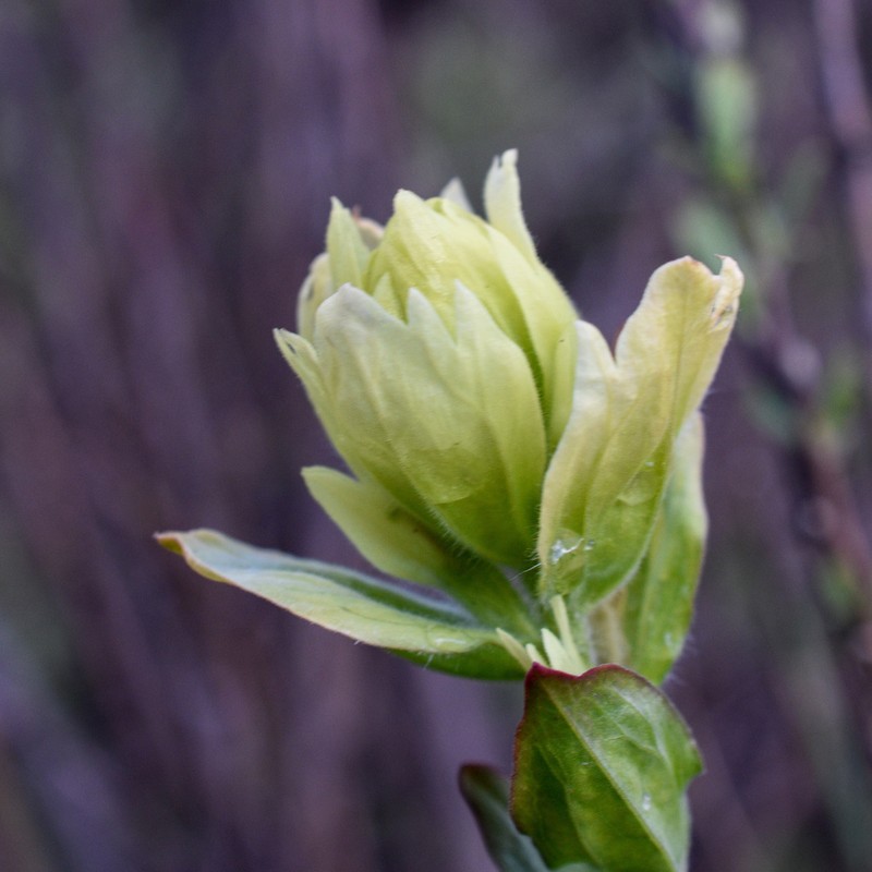Labrador Indian Paintbrush photo 5