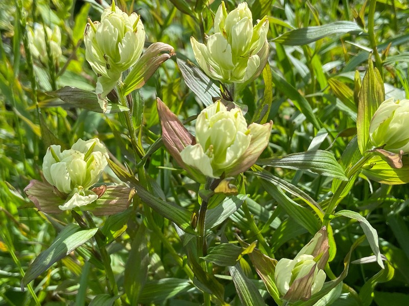 Labrador Indian Paintbrush photo 7