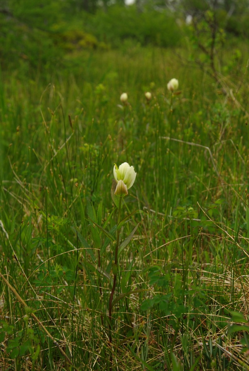 Labrador Indian Paintbrush photo 8