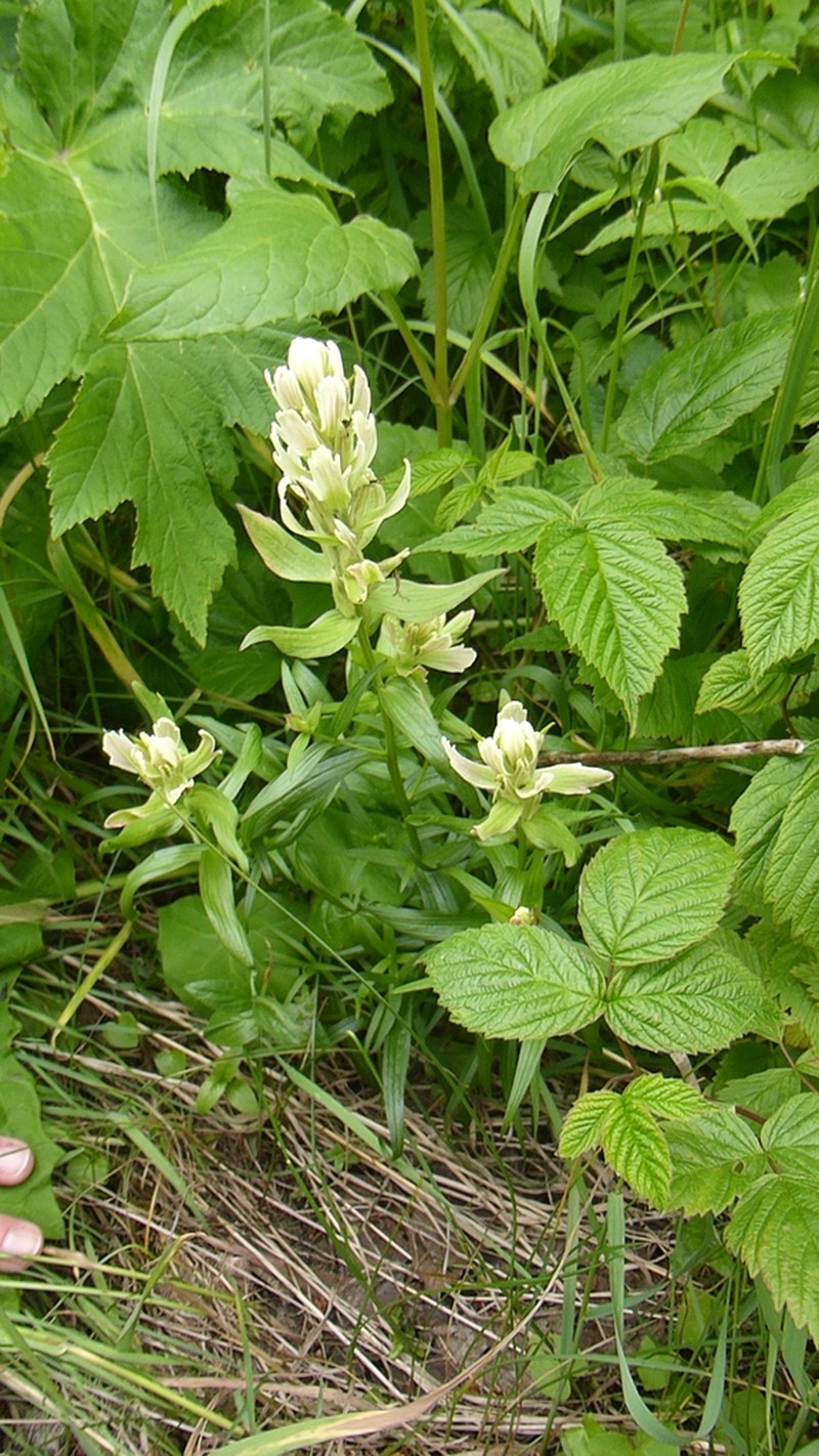 Sulphur Indian Paintbrush photo 4
