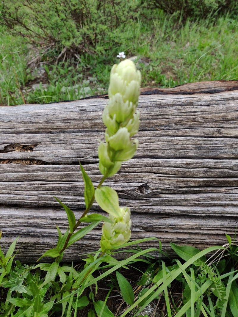 Sulphur Indian Paintbrush photo 6