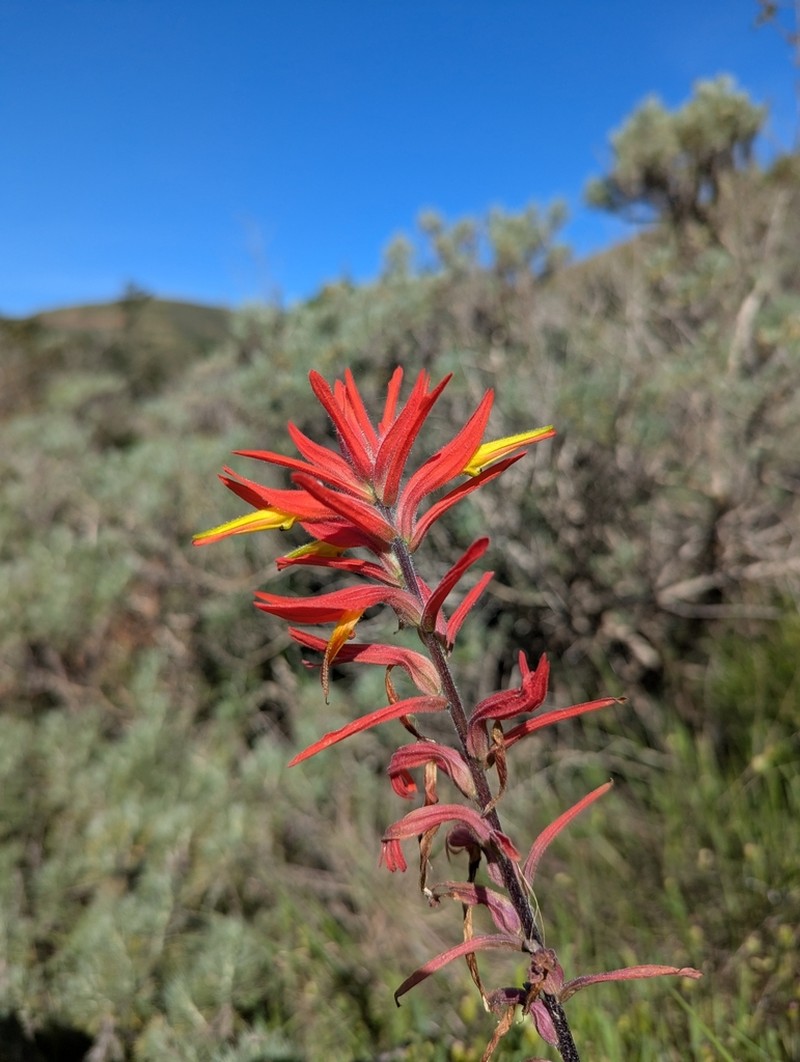 Longleaf Indian Paintbrush photo 2