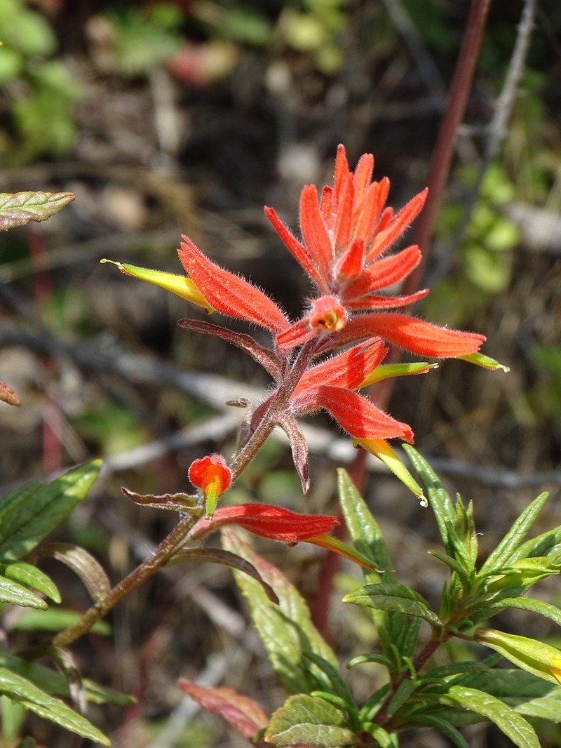 Longleaf Indian Paintbrush photo 3