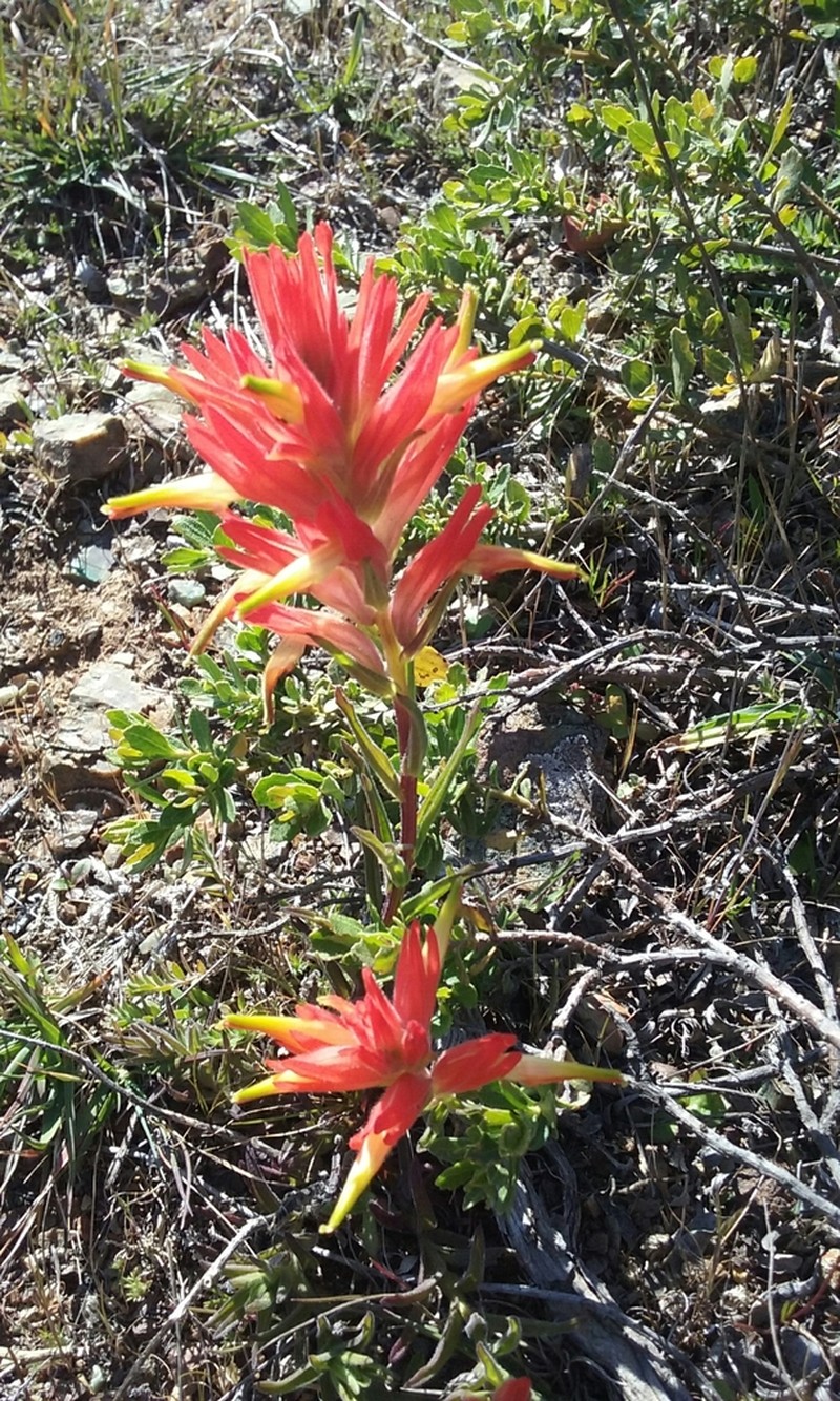 Longleaf Indian Paintbrush photo 4