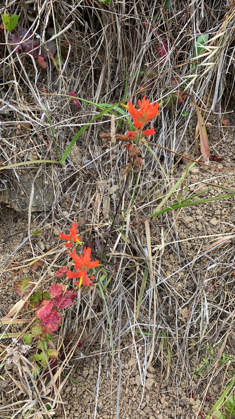 Longleaf Indian Paintbrush photo 5