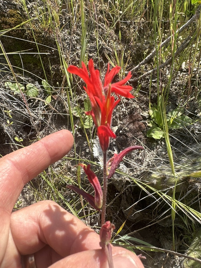 Longleaf Indian Paintbrush photo 6