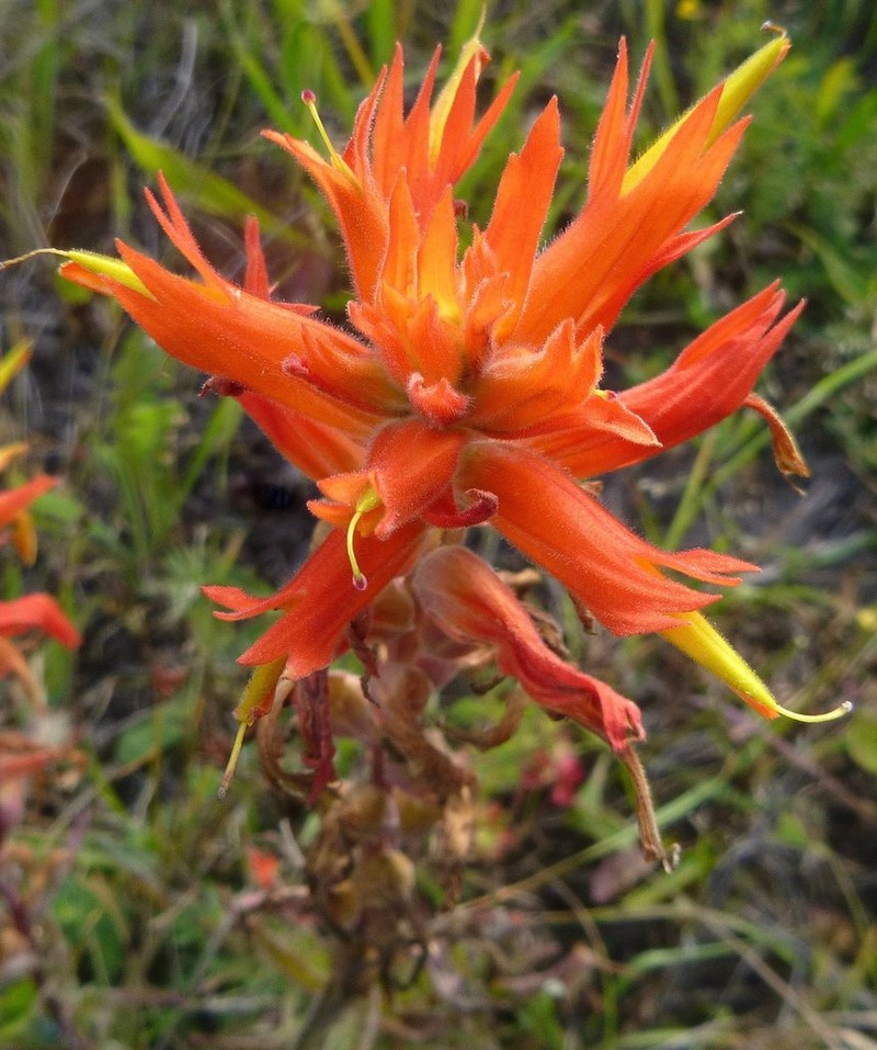 Longleaf Indian Paintbrush photo 7