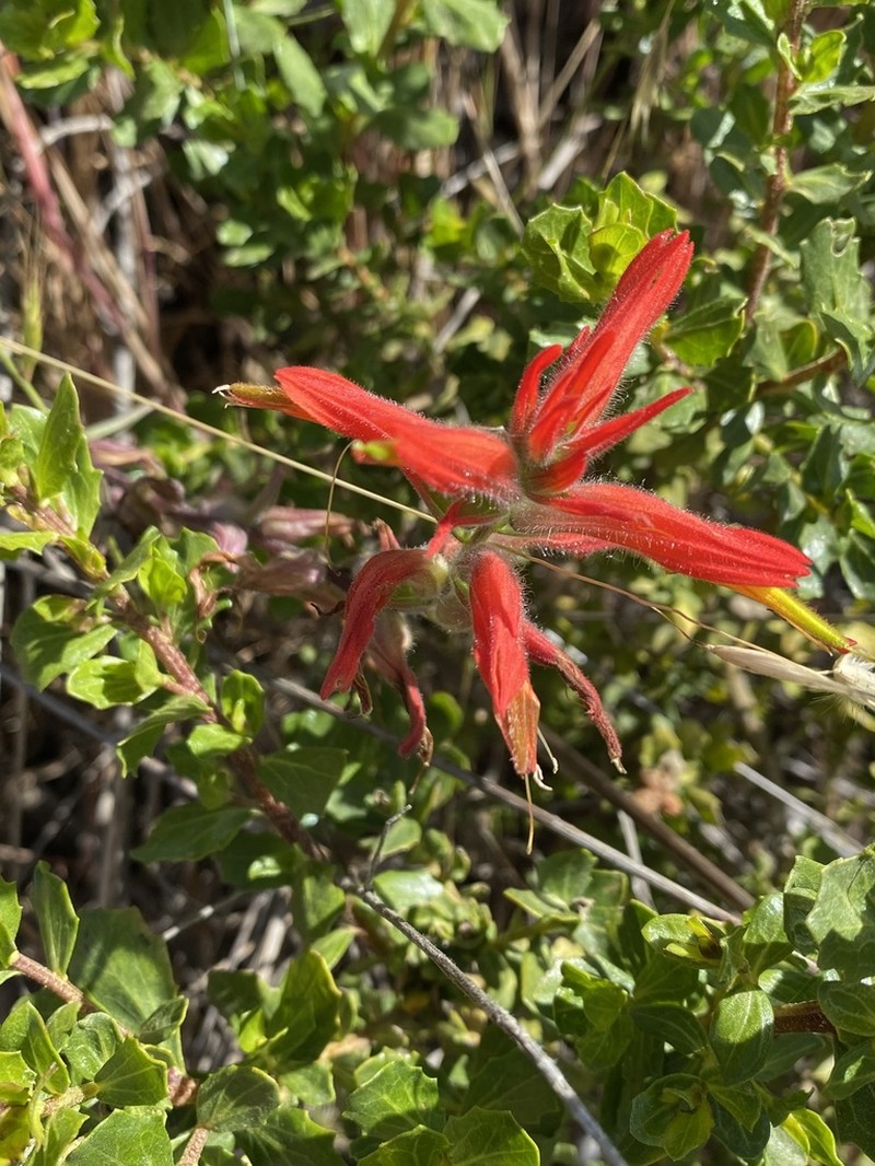 Longleaf Indian Paintbrush photo 8