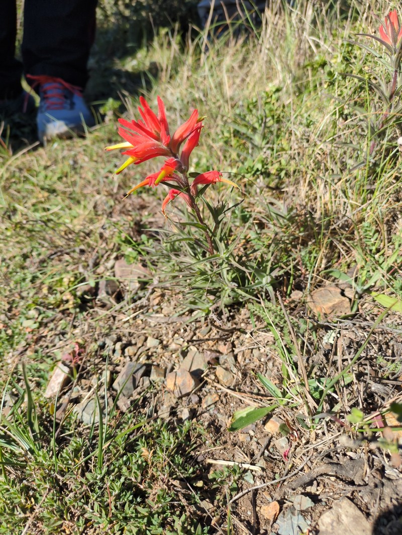 Castilleja subinclusa var. franciscana