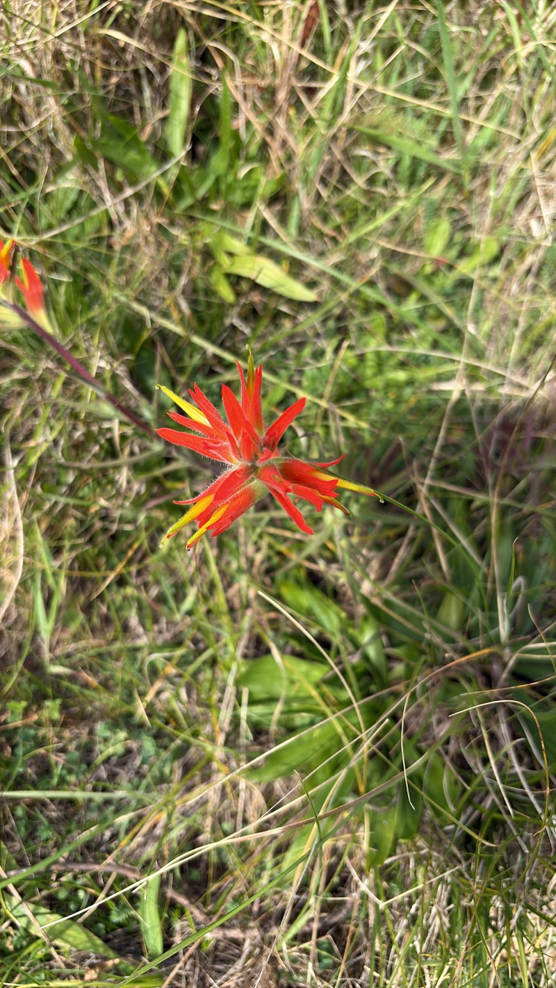 Castilleja subinclusa var. franciscana photo 2