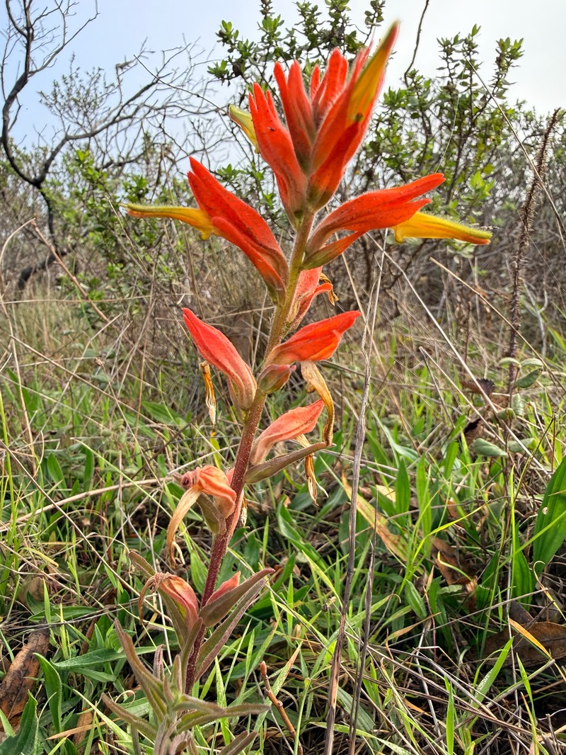 Castilleja subinclusa var. franciscana photo 3