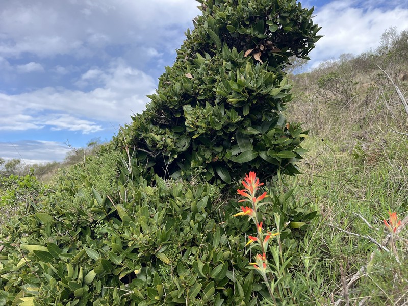 Castilleja subinclusa var. franciscana photo 4