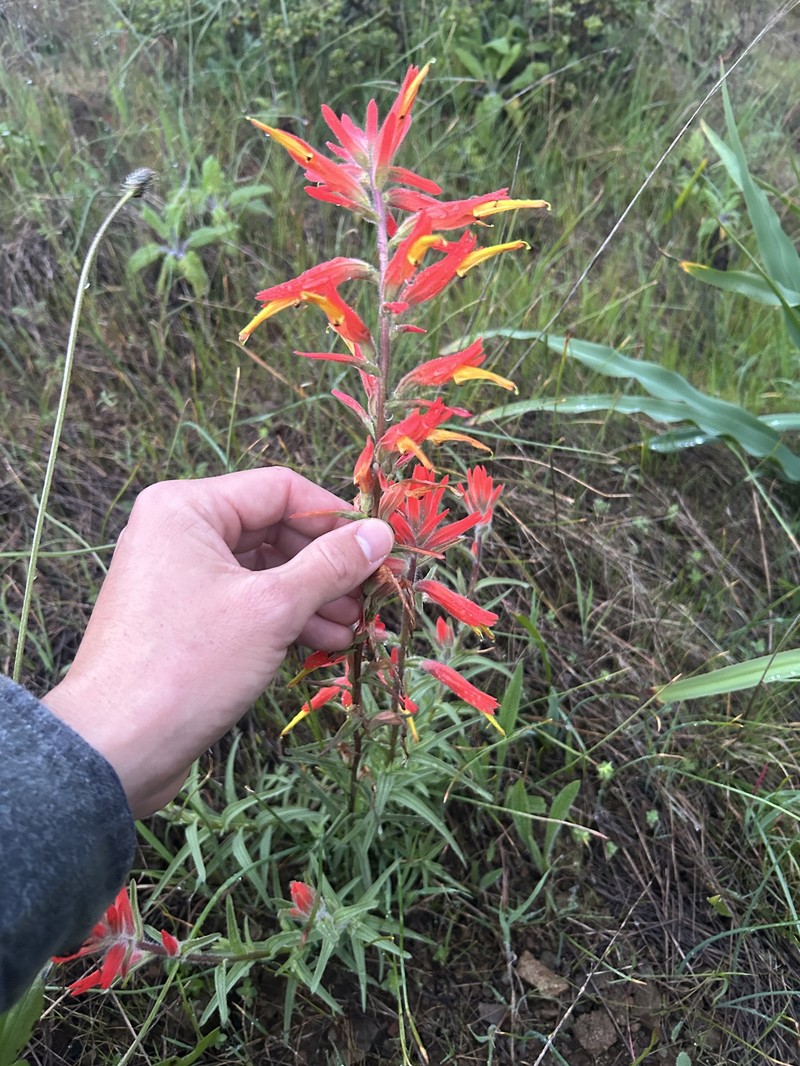 Castilleja subinclusa var. franciscana photo 5