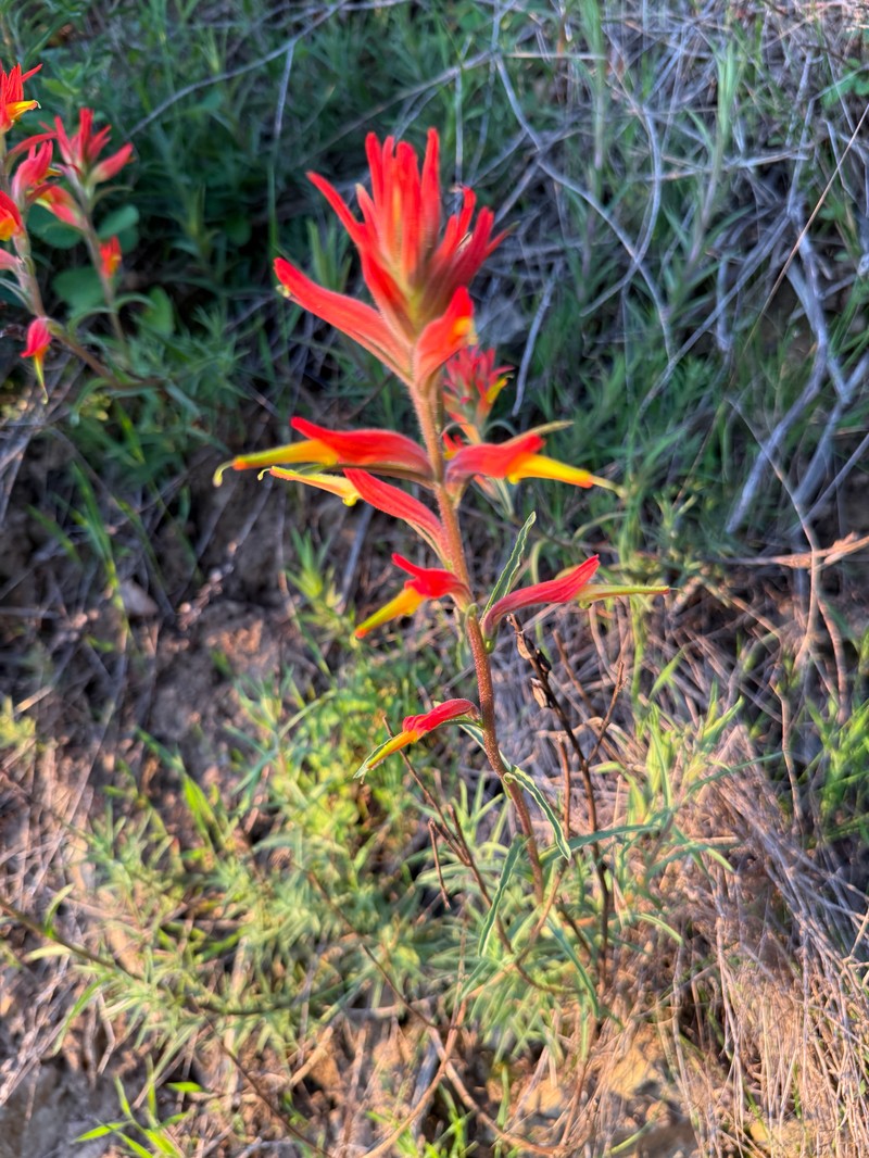 Castilleja subinclusa var. franciscana photo 6