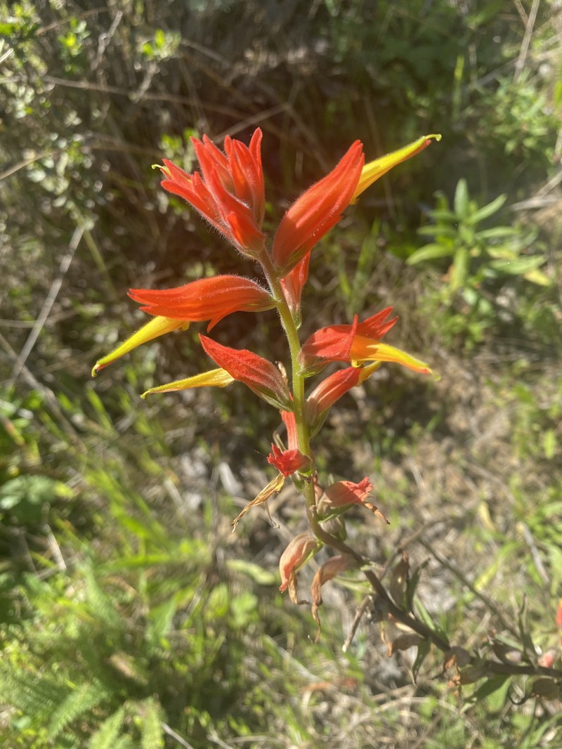 Castilleja subinclusa var. franciscana photo 7