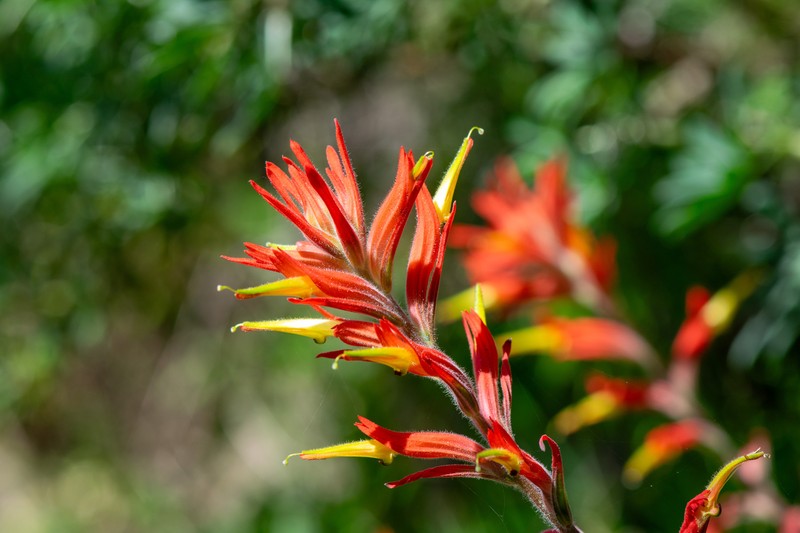Castilleja subinclusa var. franciscana photo 8
