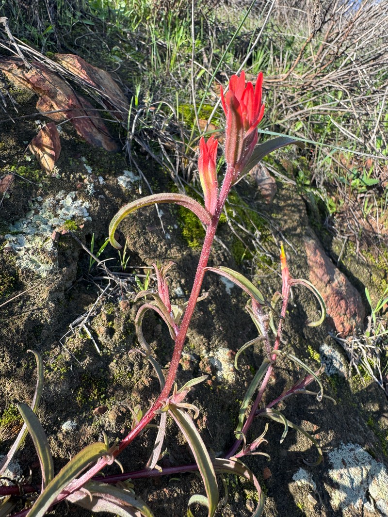 Castilleja subinclusa var. jepsonii