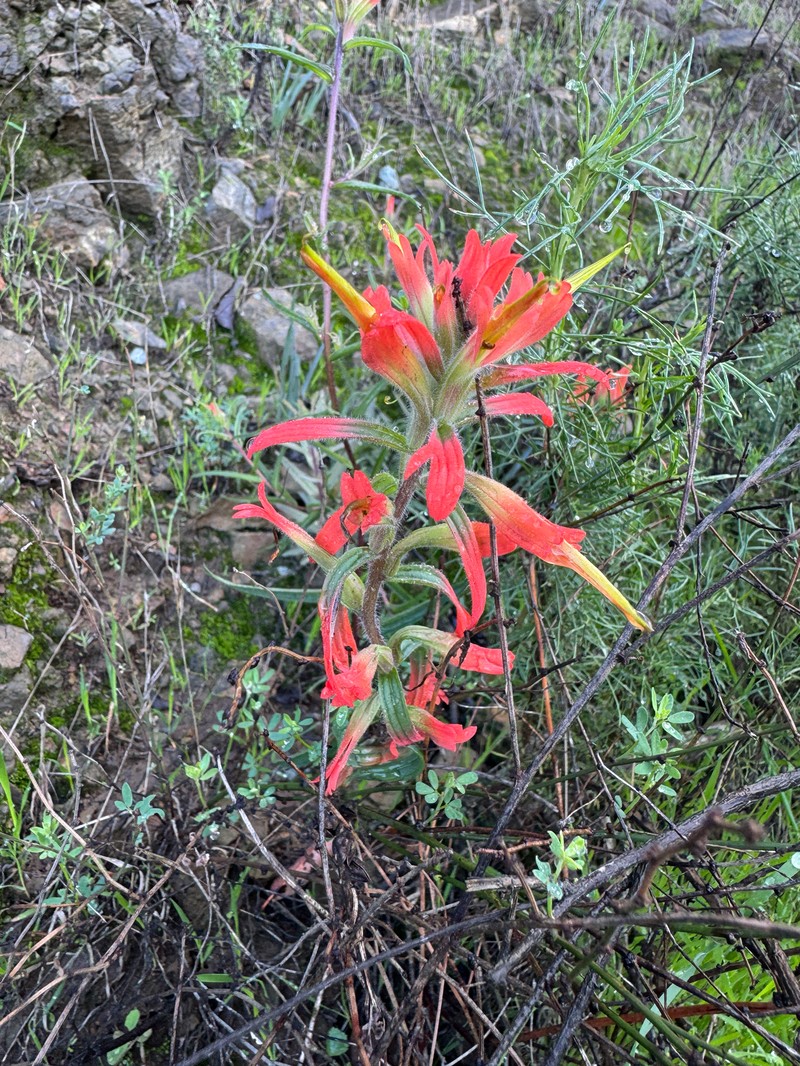 Castilleja subinclusa var. jepsonii photo 2