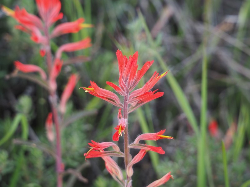 Castilleja subinclusa var. jepsonii photo 3