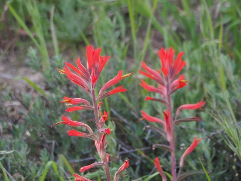 Castilleja subinclusa var. jepsonii photo 4