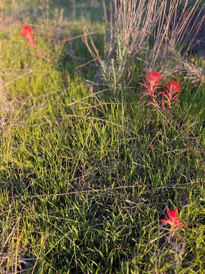 Castilleja subinclusa var. jepsonii photo 5