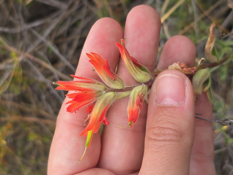 Castilleja subinclusa var. jepsonii photo 6