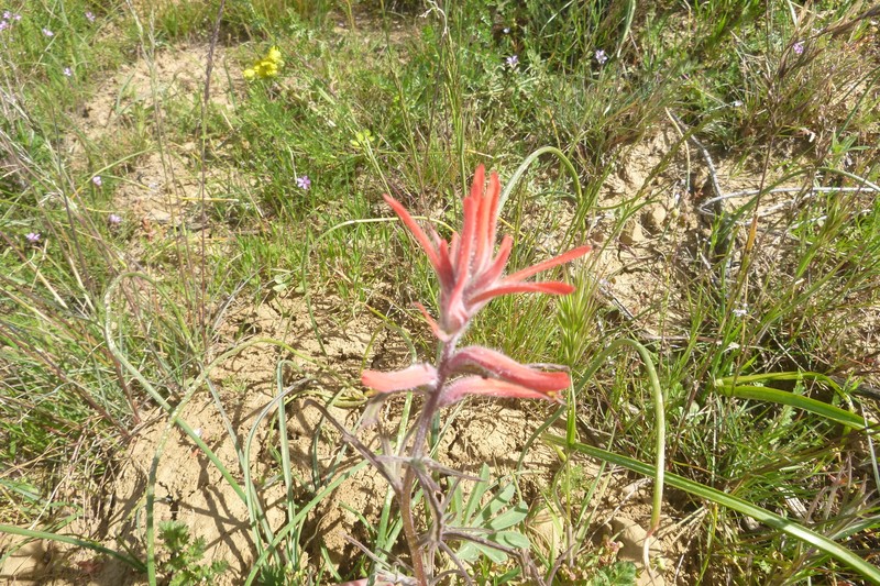 Castilleja subinclusa var. jepsonii photo 7