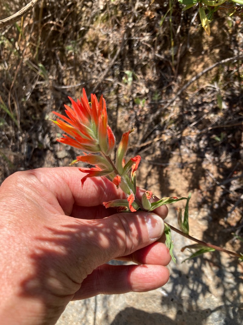 Castilleja subinclusa var. jepsonii photo 8