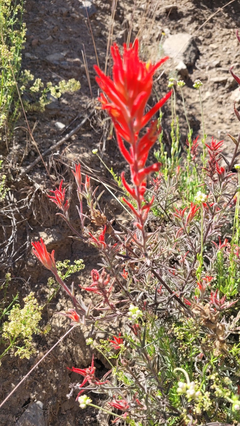 Castilleja subinclusa var. subinclusa