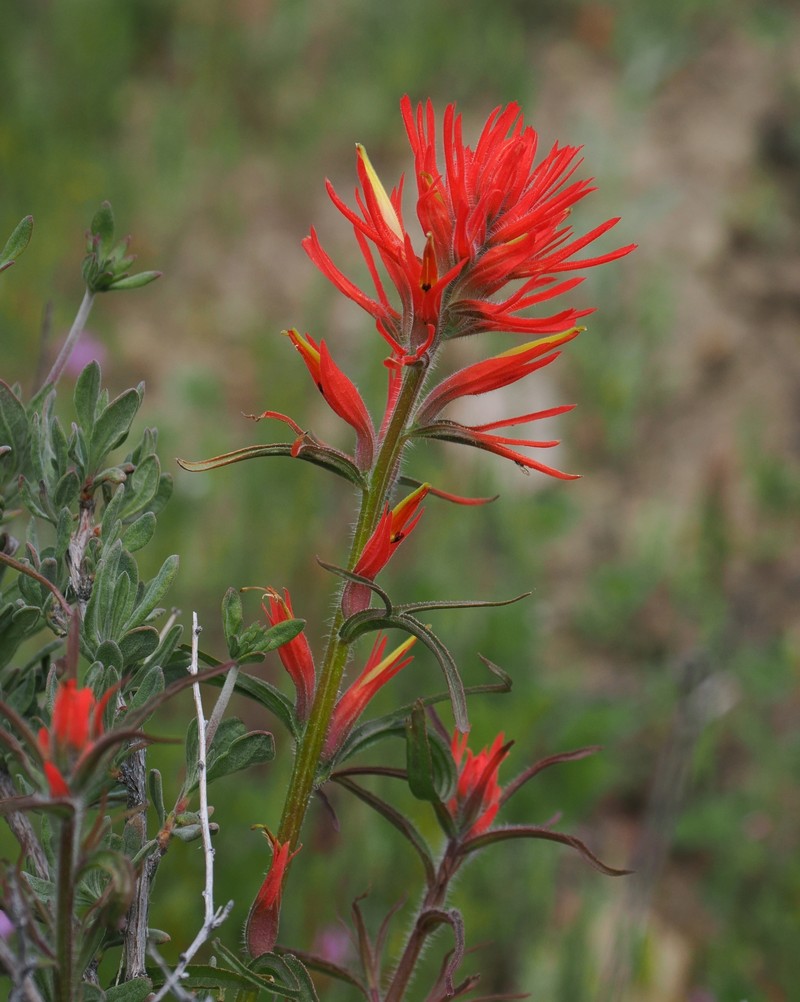 Castilleja subinclusa var. subinclusa photo 2
