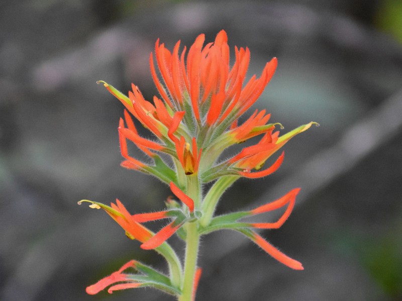 Castilleja subinclusa var. subinclusa photo 3