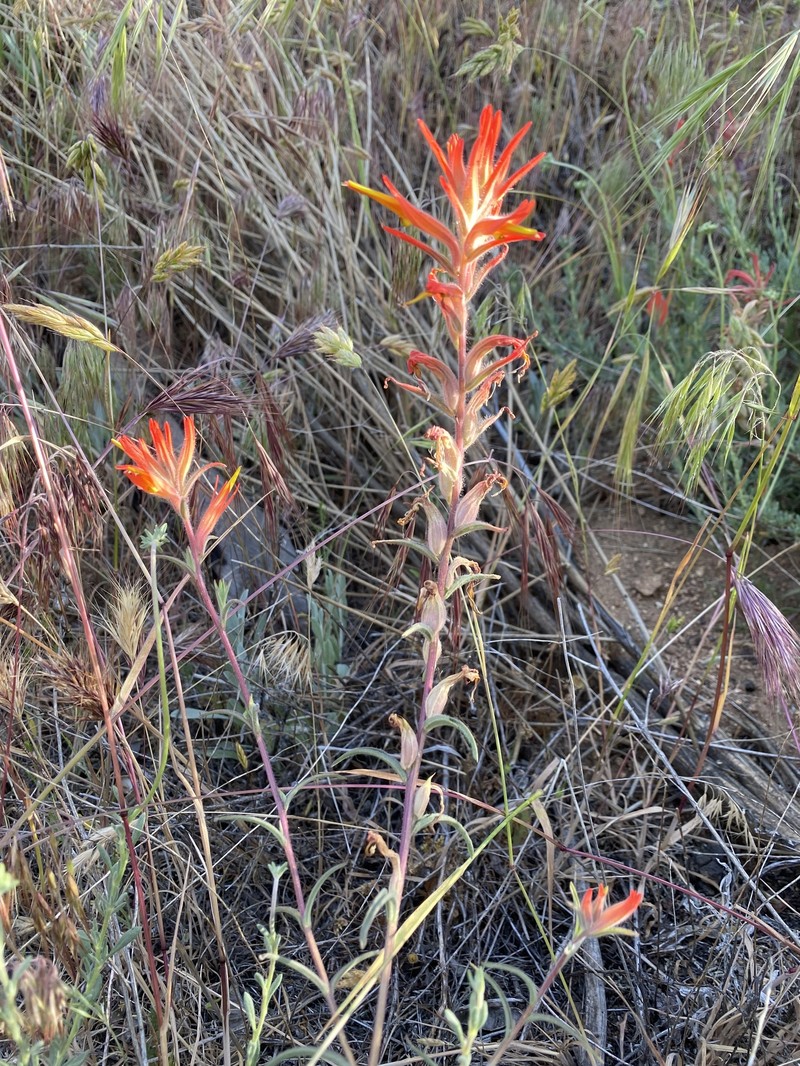 Castilleja subinclusa var. subinclusa photo 4