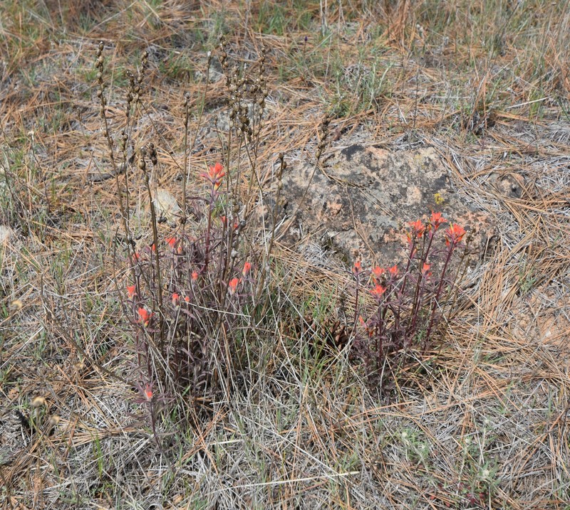 Castilleja subinclusa var. subinclusa photo 5