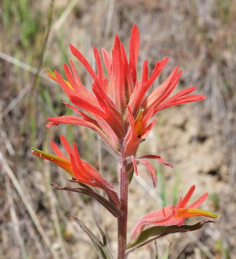 Castilleja subinclusa var. subinclusa photo 6