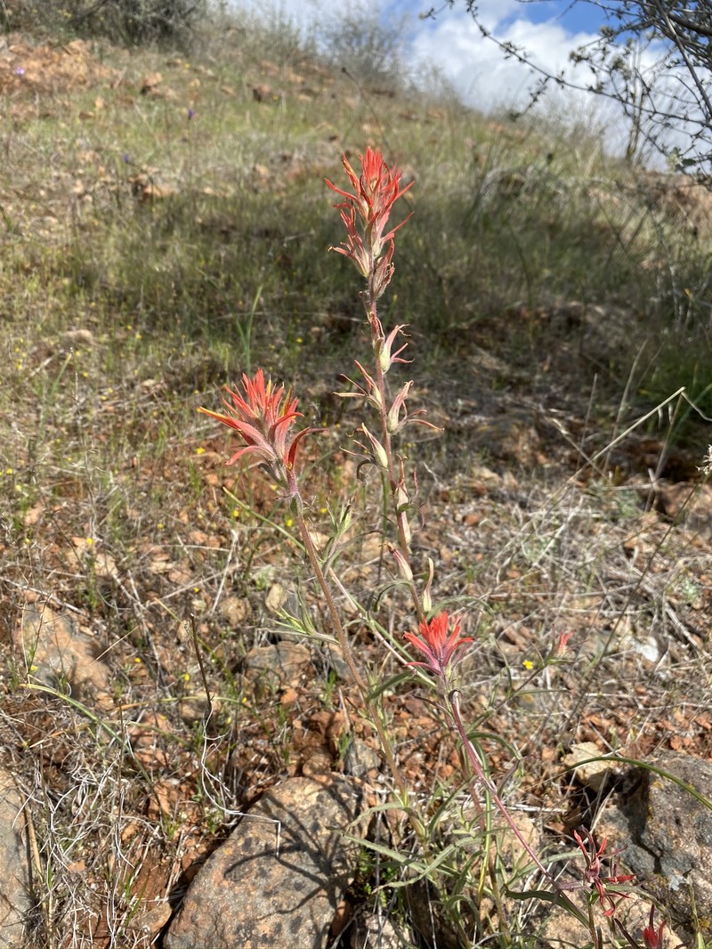 Castilleja subinclusa var. subinclusa photo 7