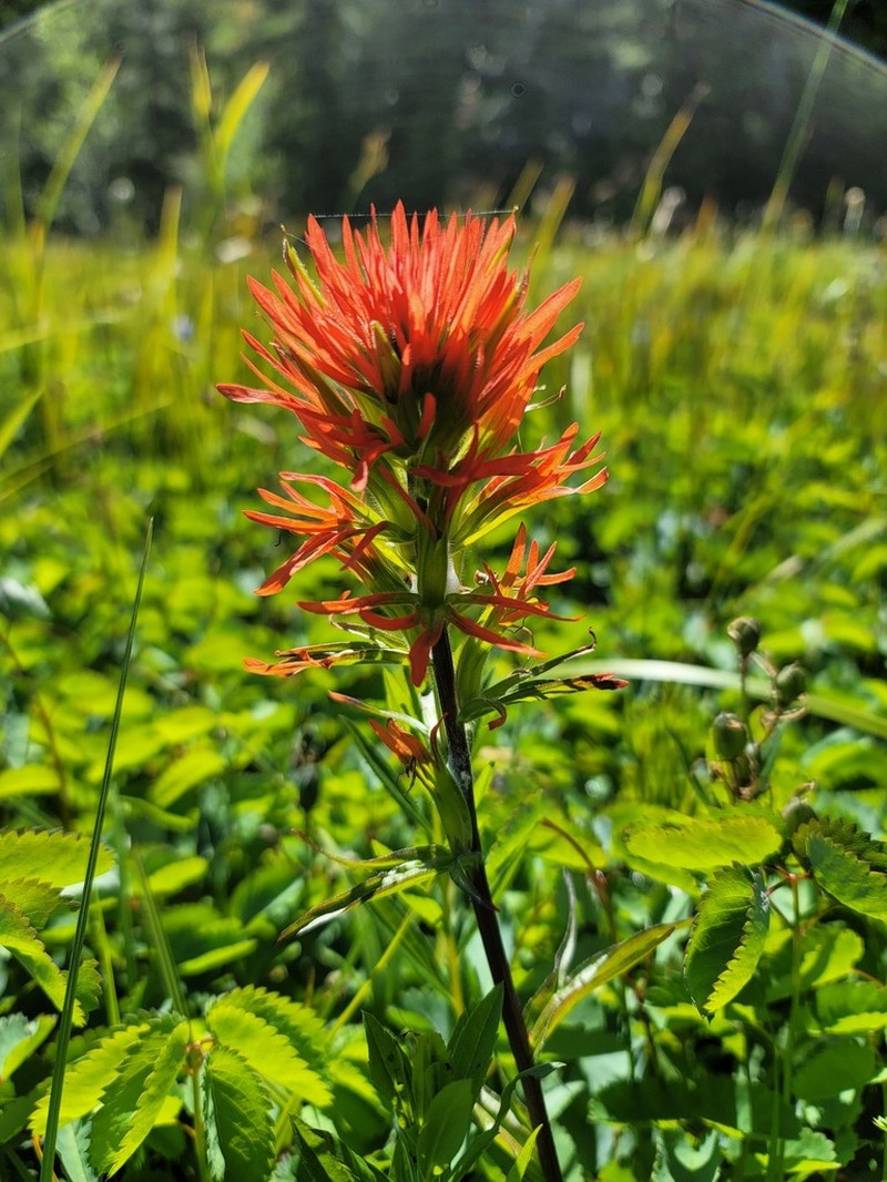 Suksdorf's Indian Paintbrush