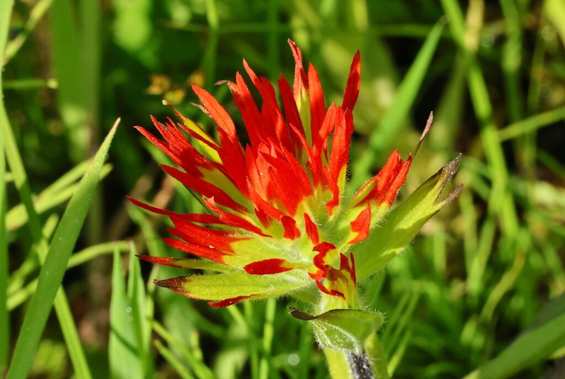 Suksdorf's Indian Paintbrush photo 3