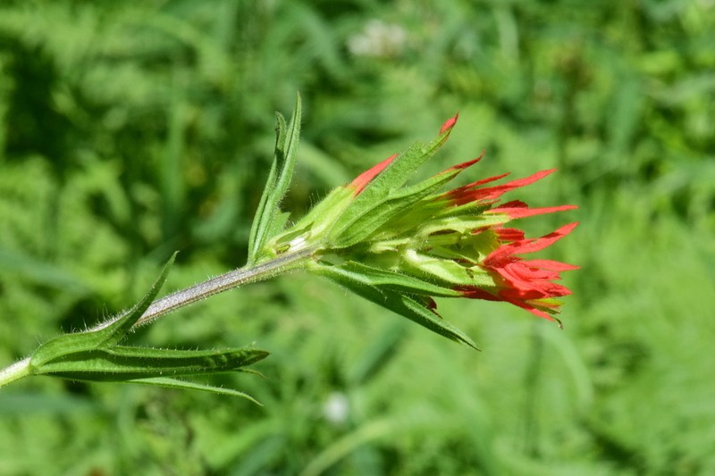 Suksdorf's Indian Paintbrush photo 4