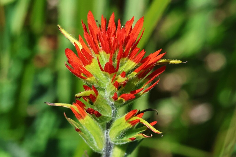 Suksdorf's Indian Paintbrush photo 5