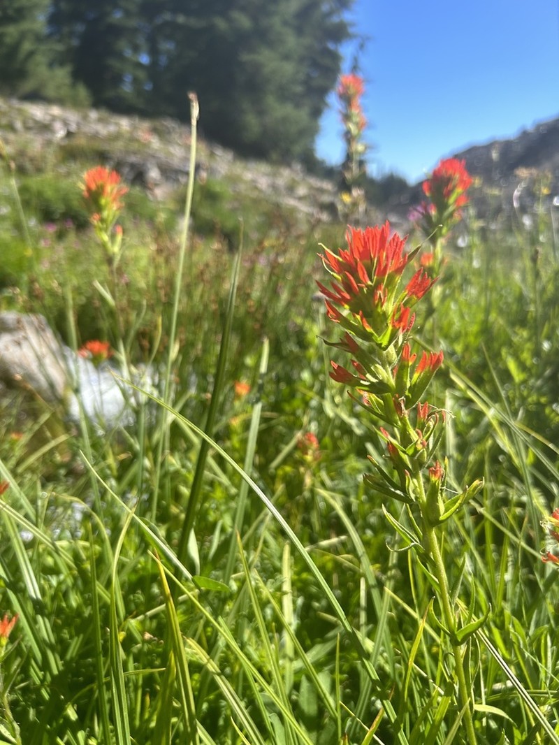 Suksdorf's Indian Paintbrush photo 6