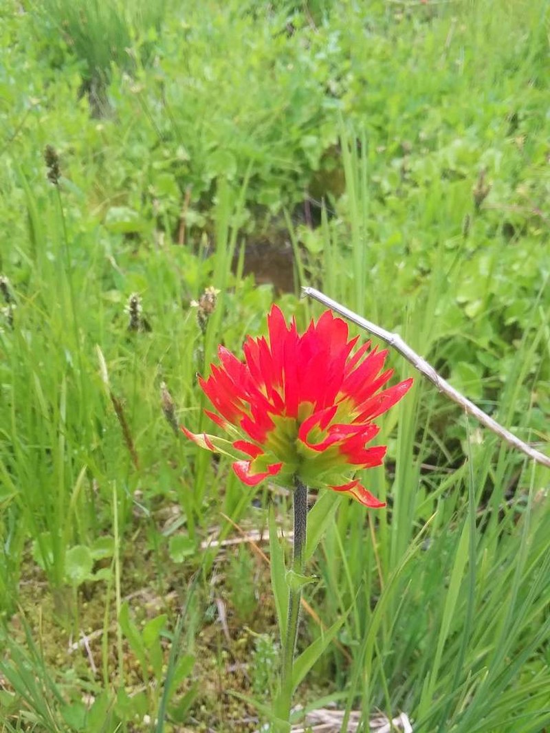 Suksdorf's Indian Paintbrush photo 7