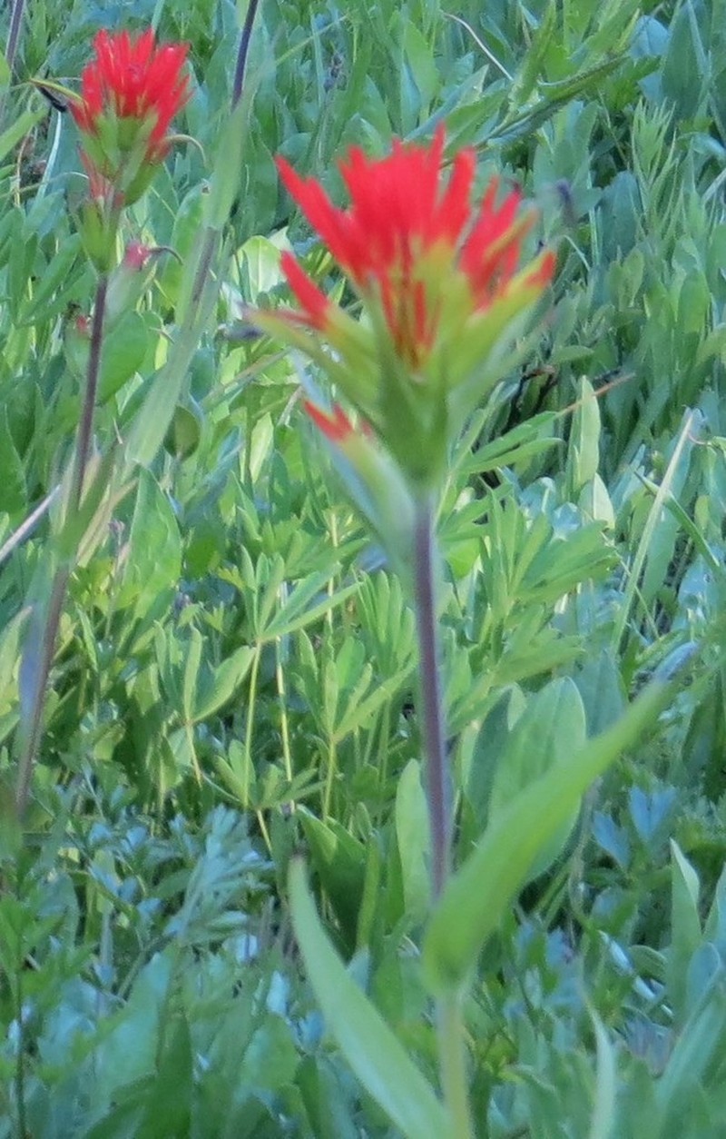 Suksdorf's Indian Paintbrush photo 8