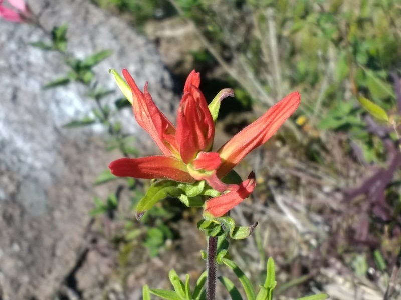Santa Catalina Indian Paintbrush
