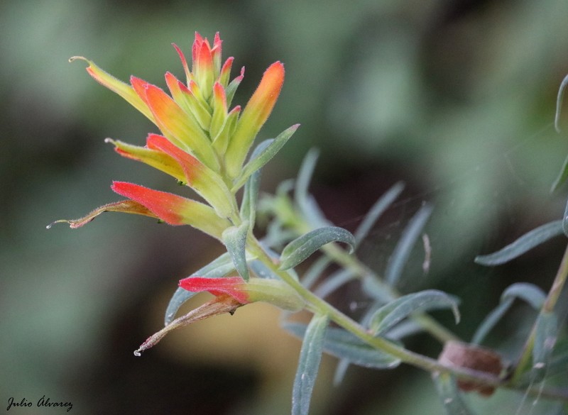 Santa Catalina Indian Paintbrush photo 2