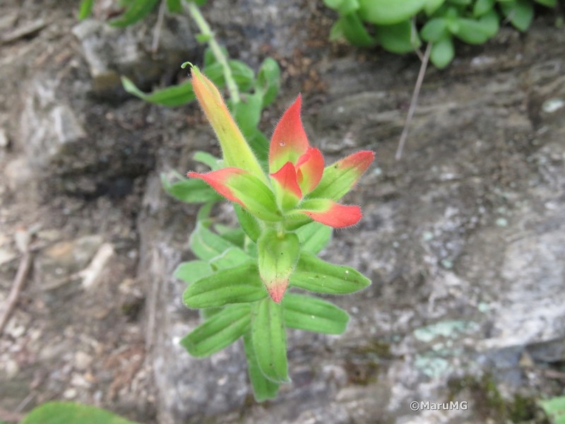 Santa Catalina Indian Paintbrush photo 3