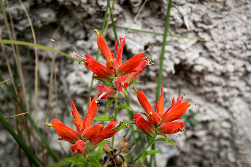 Santa Catalina Indian Paintbrush photo 4