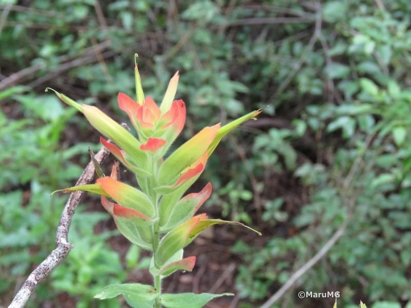 Santa Catalina Indian Paintbrush photo 5