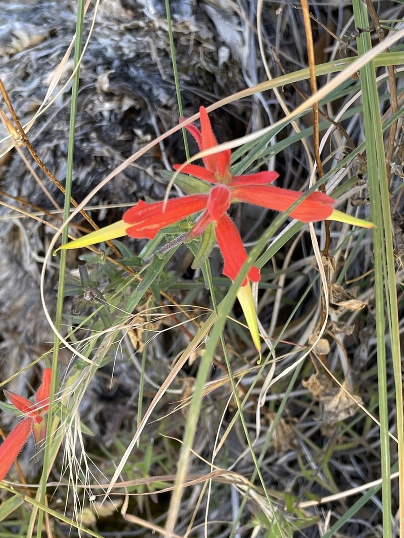 Santa Catalina Indian Paintbrush photo 6