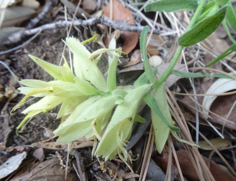 Santa Catalina Indian Paintbrush photo 7